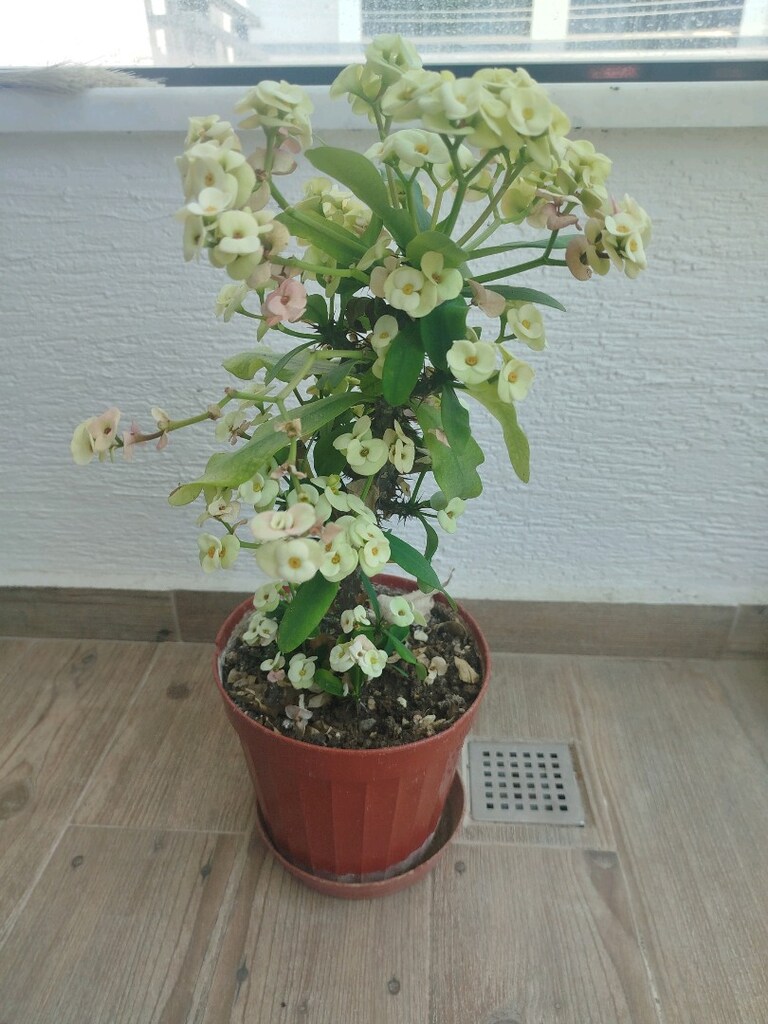 canlı çiçek - 2