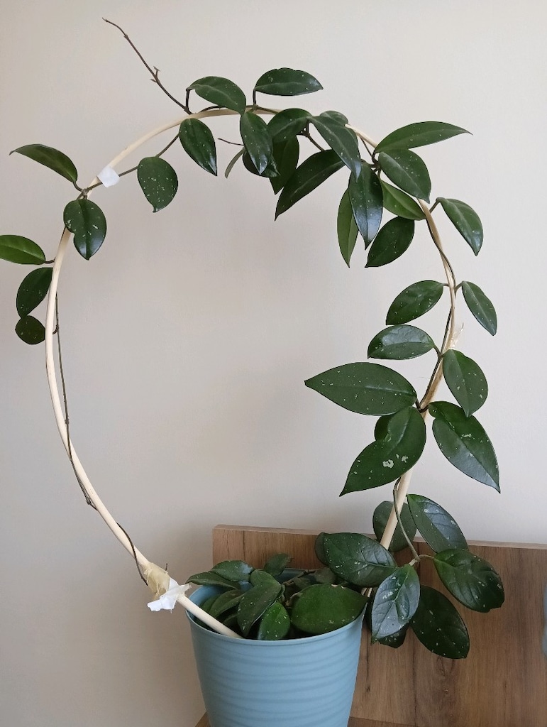 mum cicegi - 3