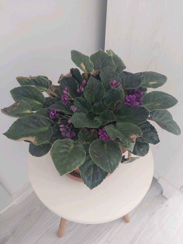 Magenta Menekşe - 6