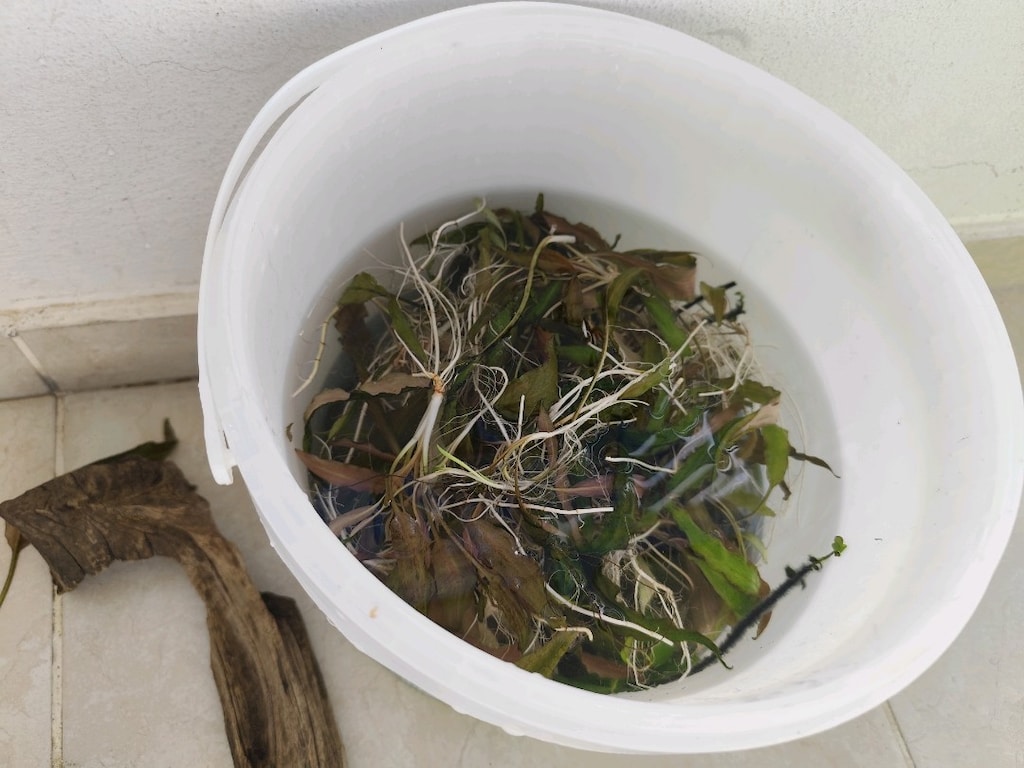 uygun fiyata bitkili akvaryum seti(120litre) - 5