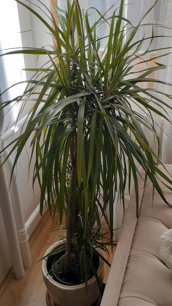 dracena ( salon yukka çiçegi ) - 2