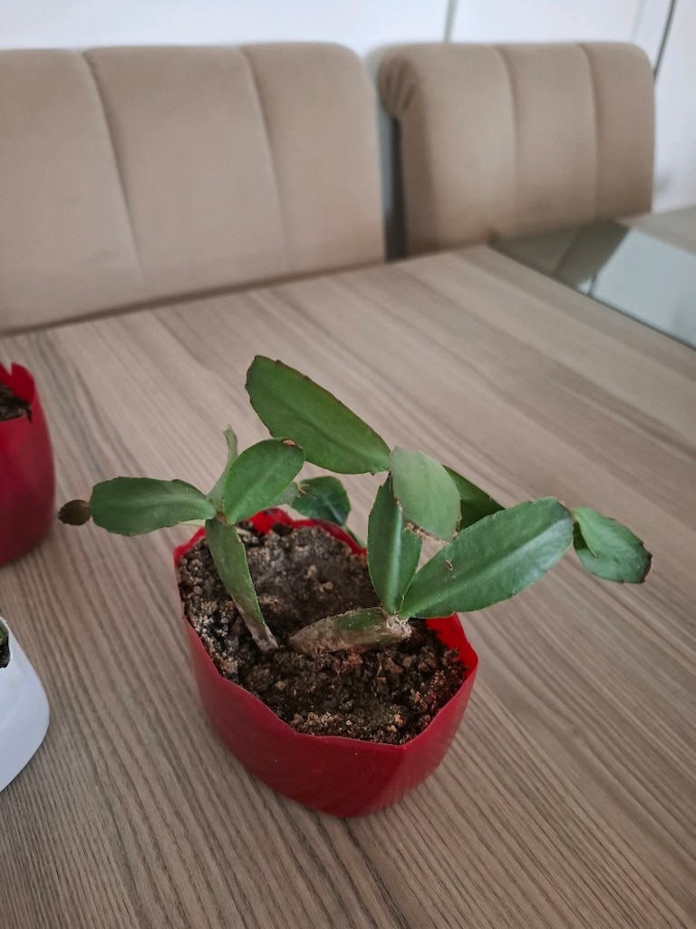 canlı çiçekler ( hepsi 100₺ ) - 12