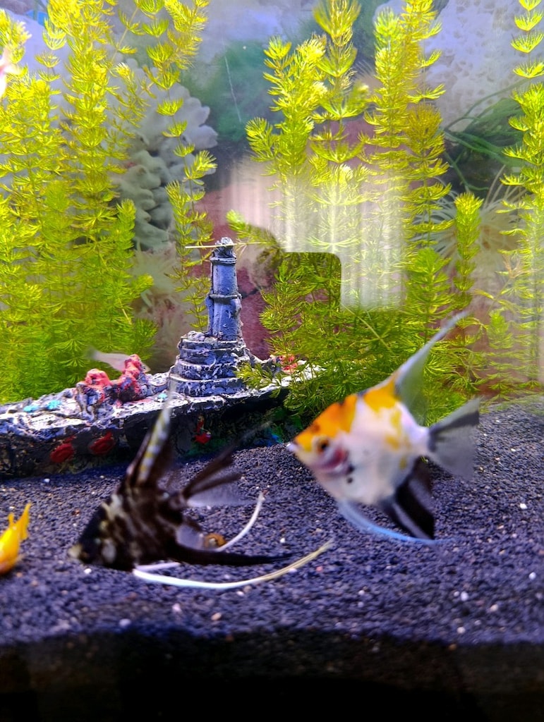 satılık özel tur melek balığı Moli ve tetra - 3
