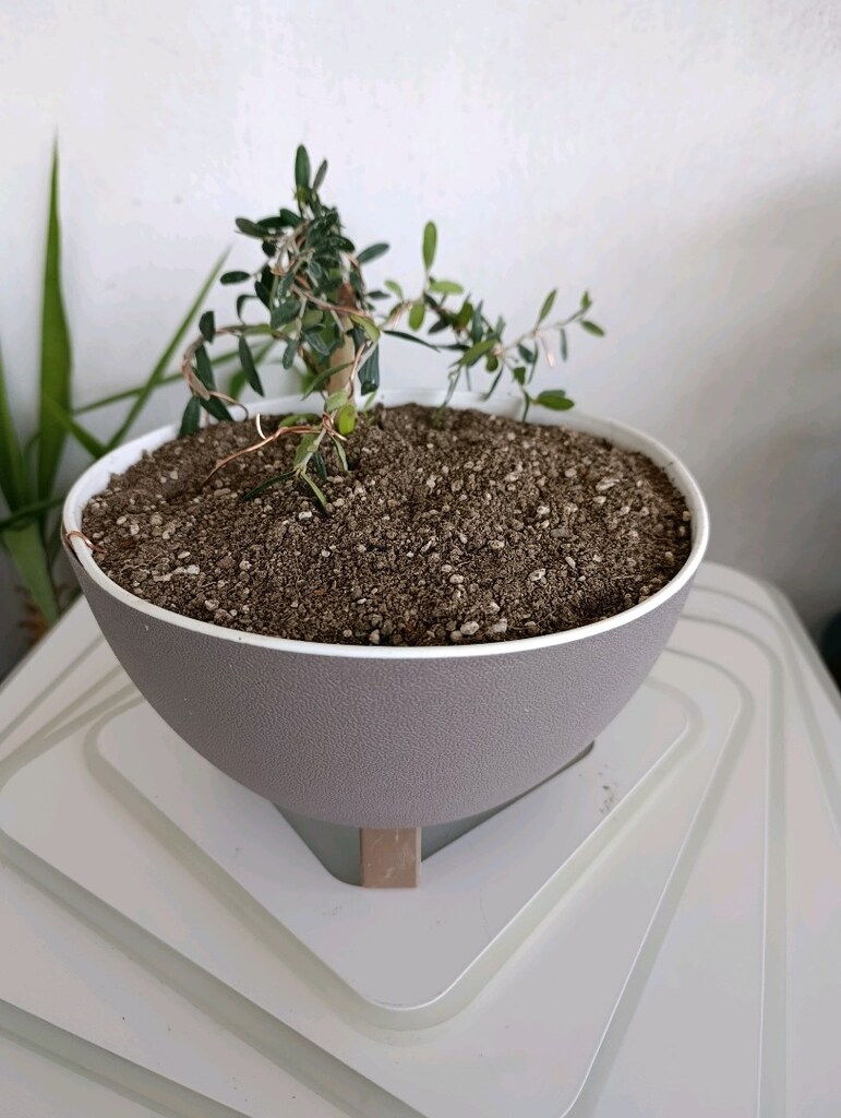 bonsai - 5