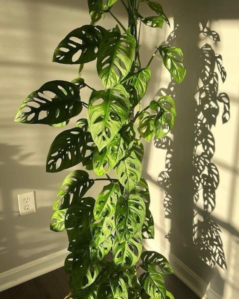 canlı bitki monstera monkey mask adansonii - 7