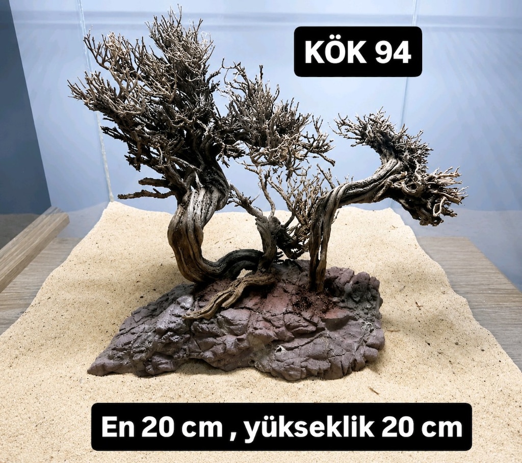 Moss ağaç - 4