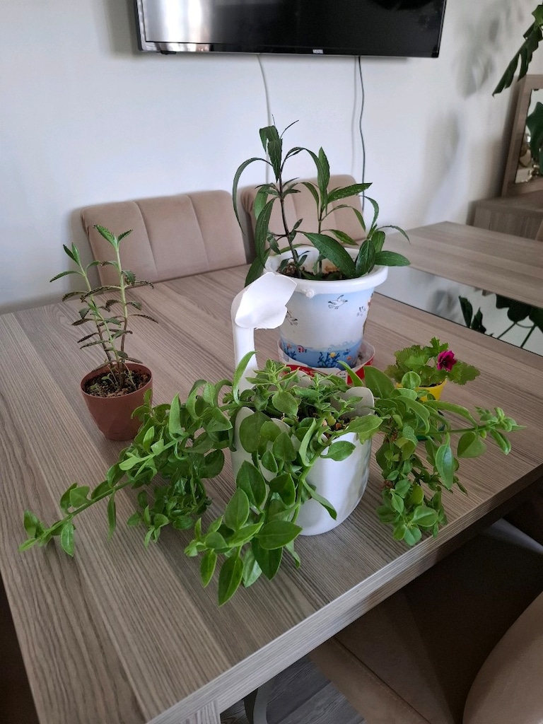 Canlı çiçekler ( hepsi 350₺ ) - 6