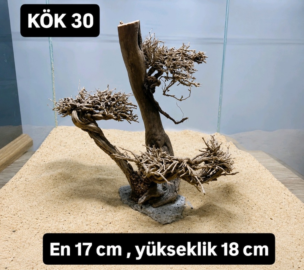 Moss ağaç çeşitleri - 14