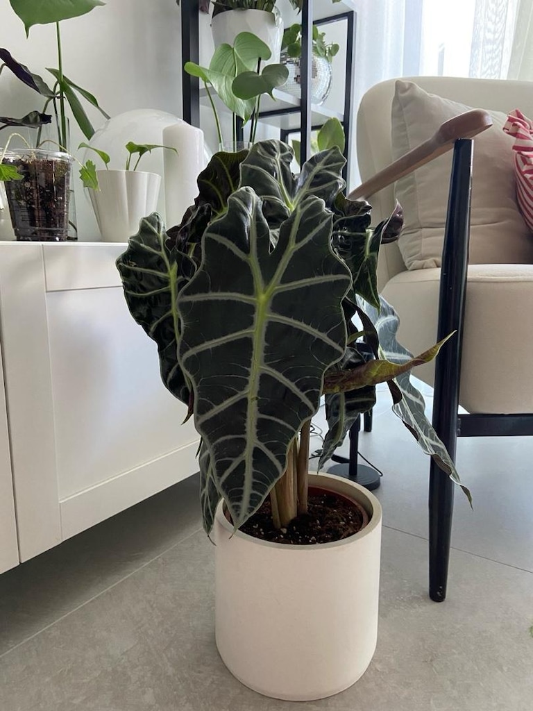 canlı salon bitkisi alocasia polly - 2