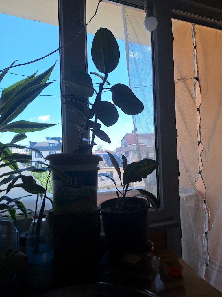 salon bitkileri - 3