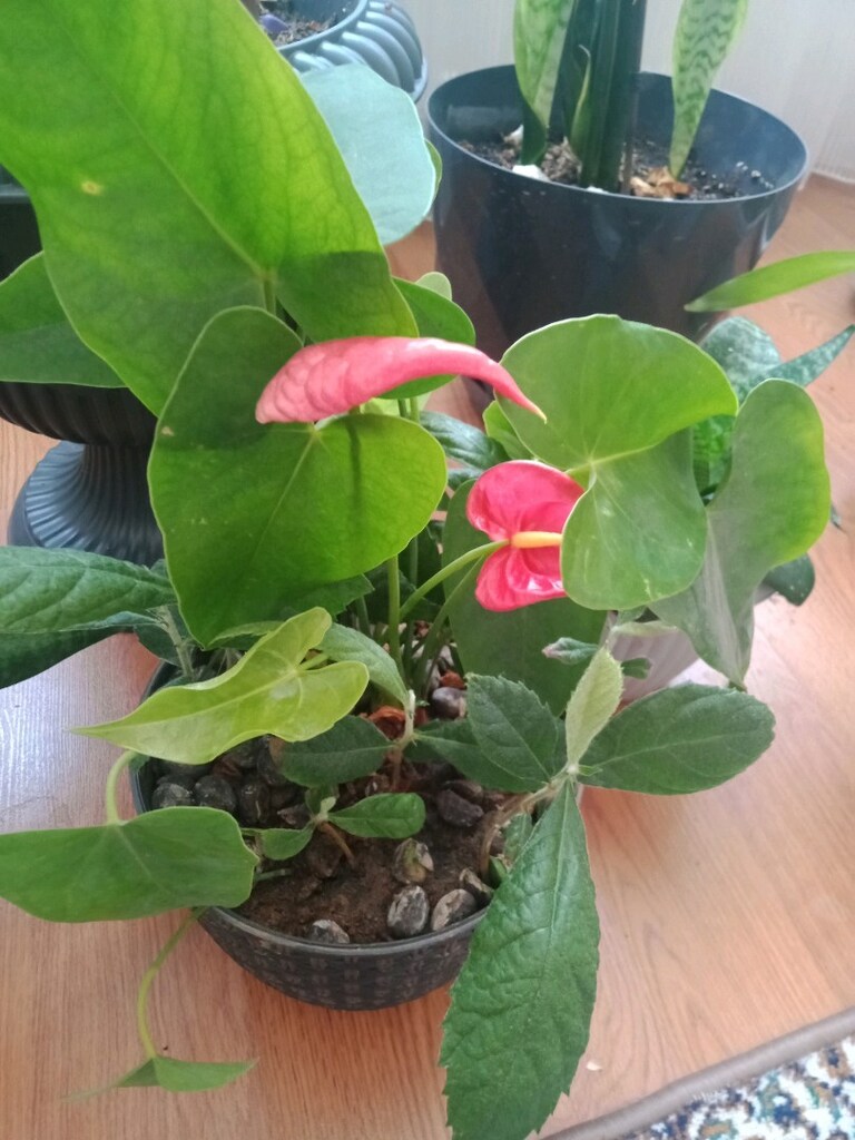 artoryum flamingo çiçeği - 2
