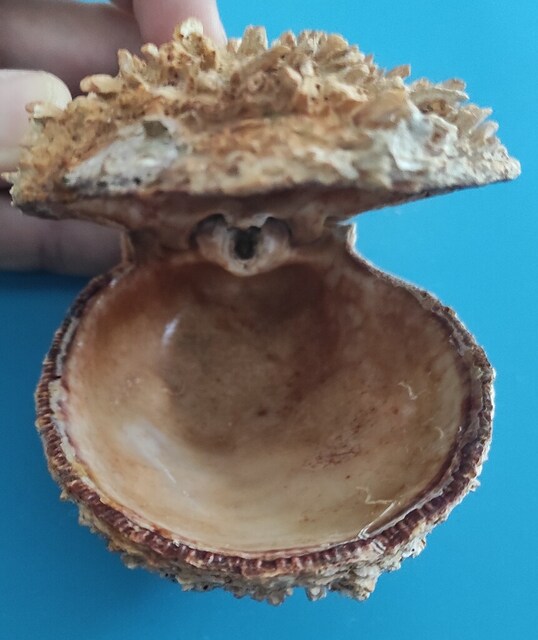 SPONDYLUS SPİNOSUS-DİKENLİ İSTRİDYE: RİTÜELDEN KOLEKSİYONA