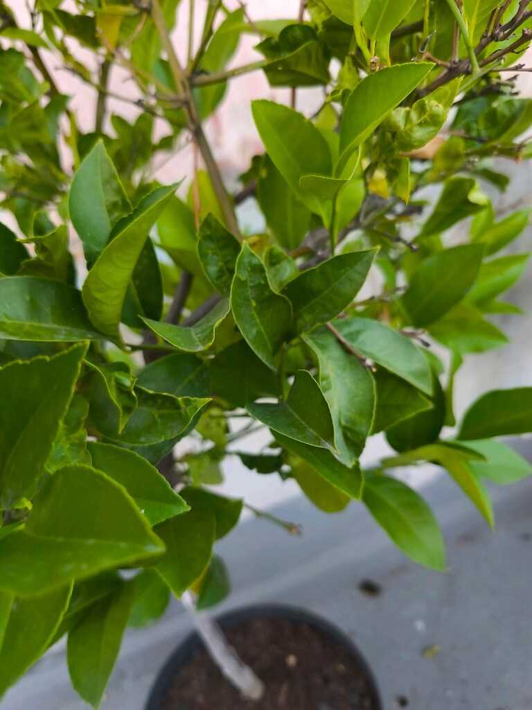 Limon Ağacı - 4