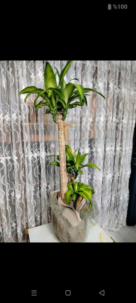 yucca çiçeği yeni alınmıştır - 7