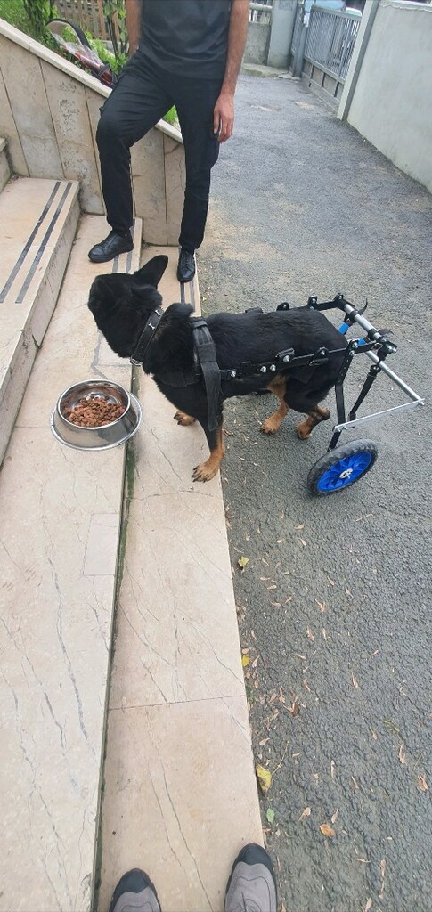köpek yürüteç - 3