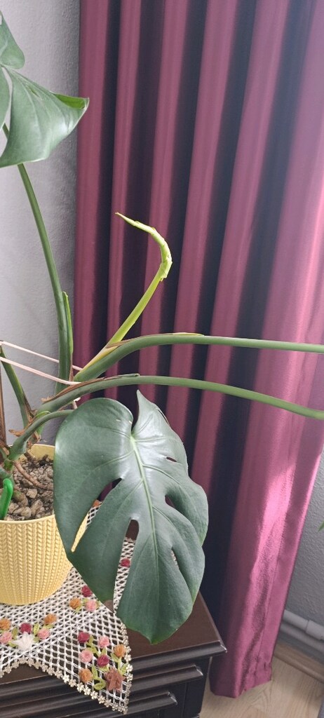 MONSTERA DEVE TABANI CANLI ÇİÇEK - 6