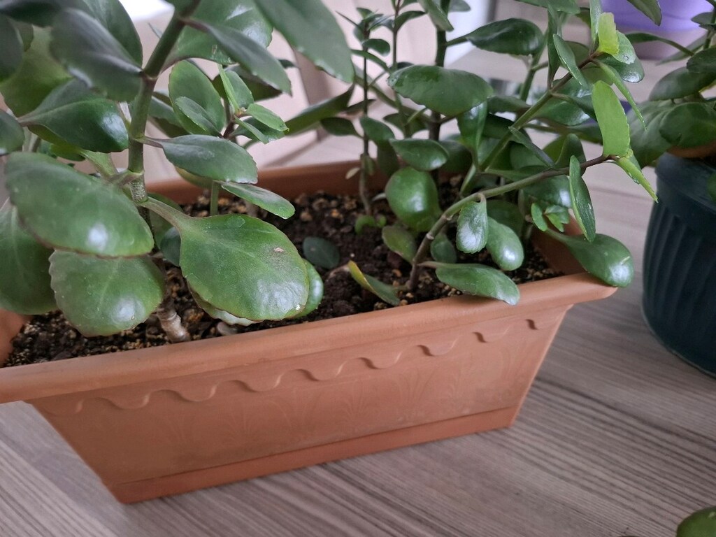 kalanşo çiçekleri ( Tanesi 250₺) - 10