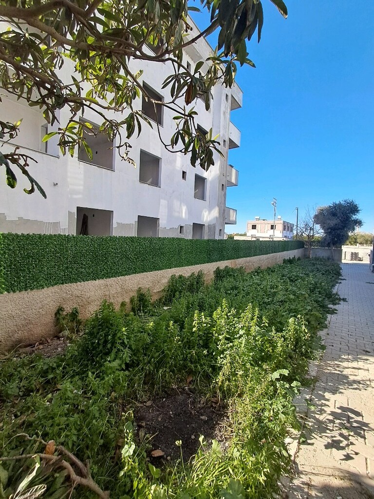 yeşil çimçit - 3
