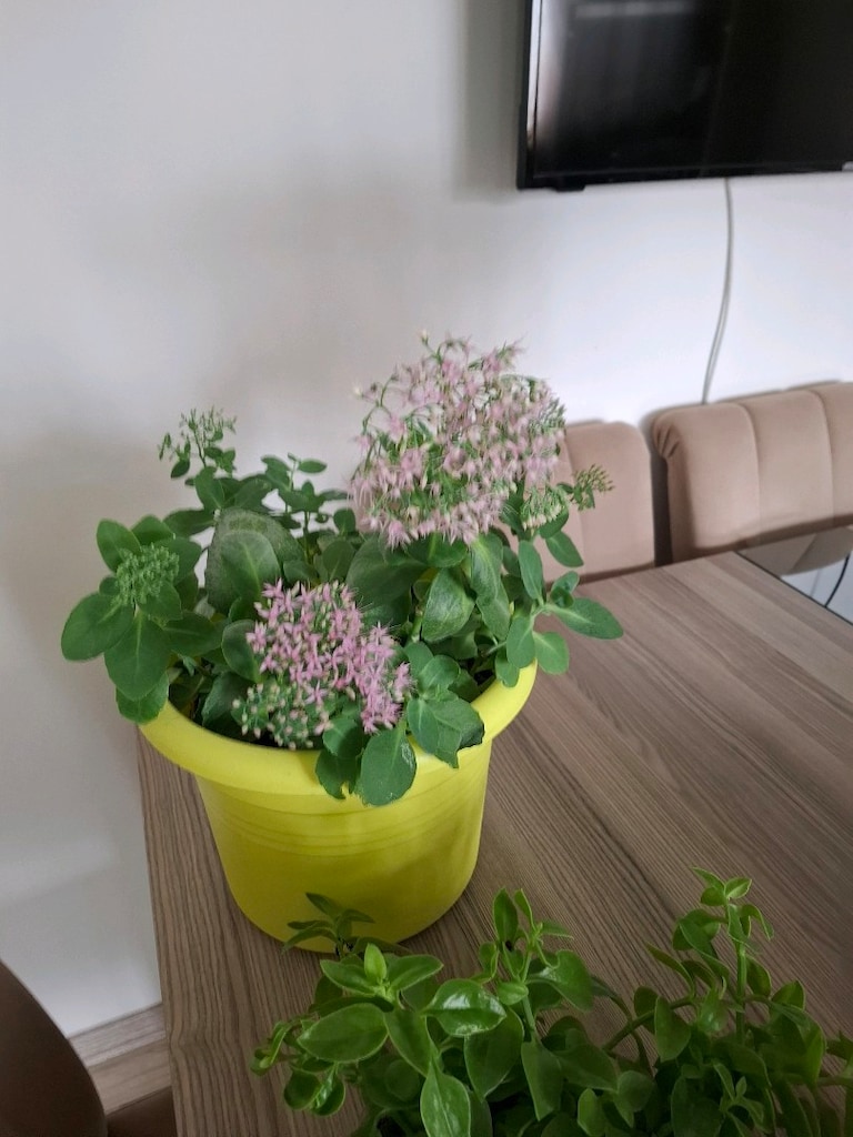 hepsi 550₺ canlı çiçekler - 10