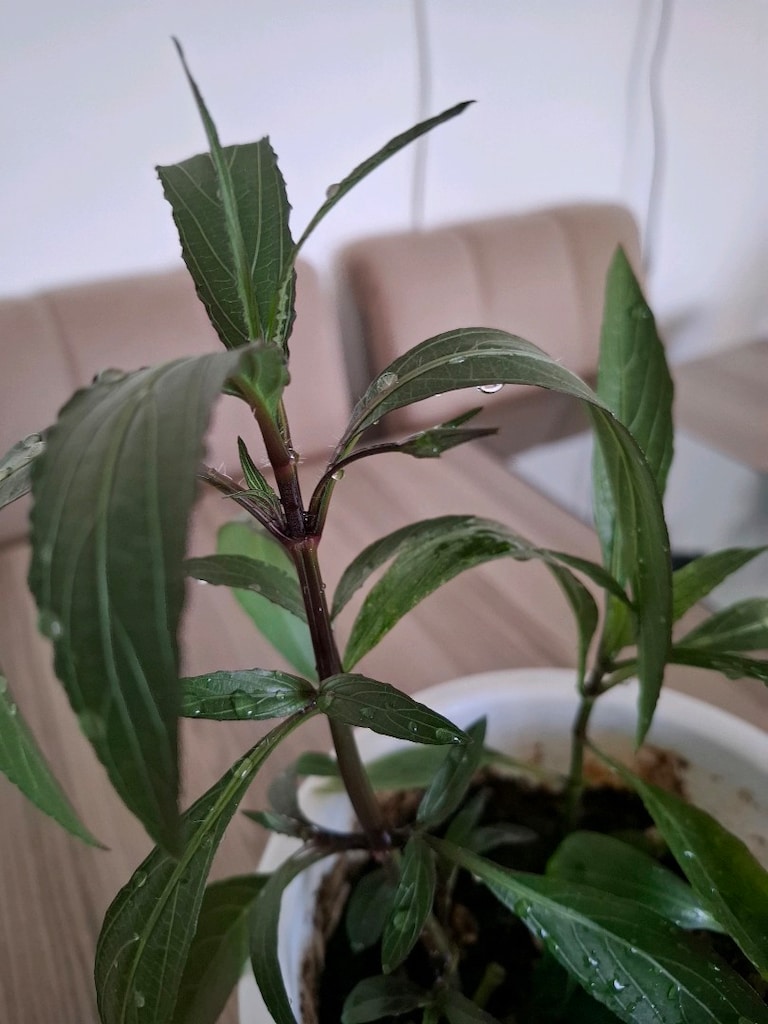 Canlı çiçekler ( hepsi 350₺ ) - 3