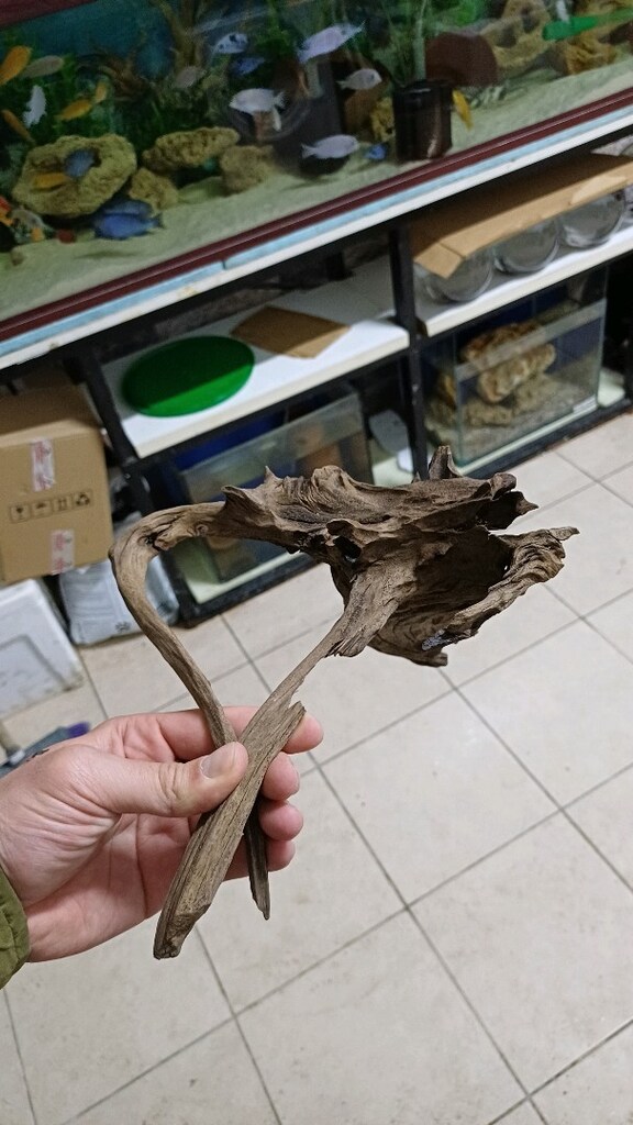 mangrow koku - 5