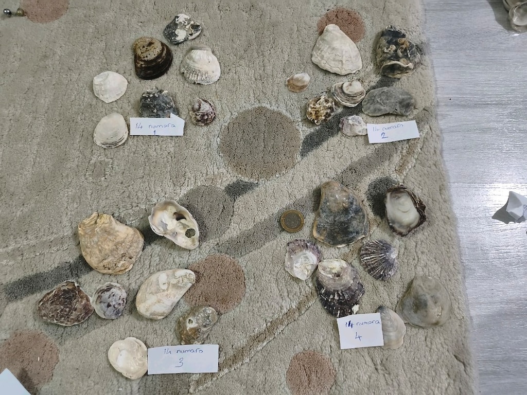 doğal Deniz kabukları - 13