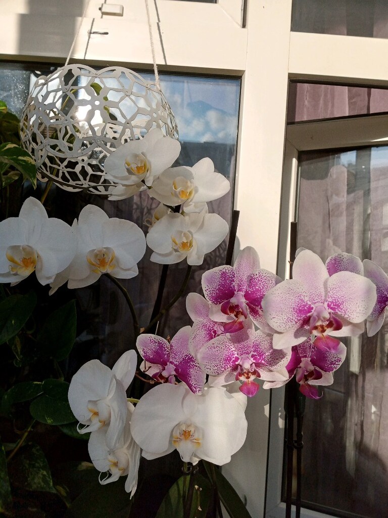 canlı çiçek orkide - 6