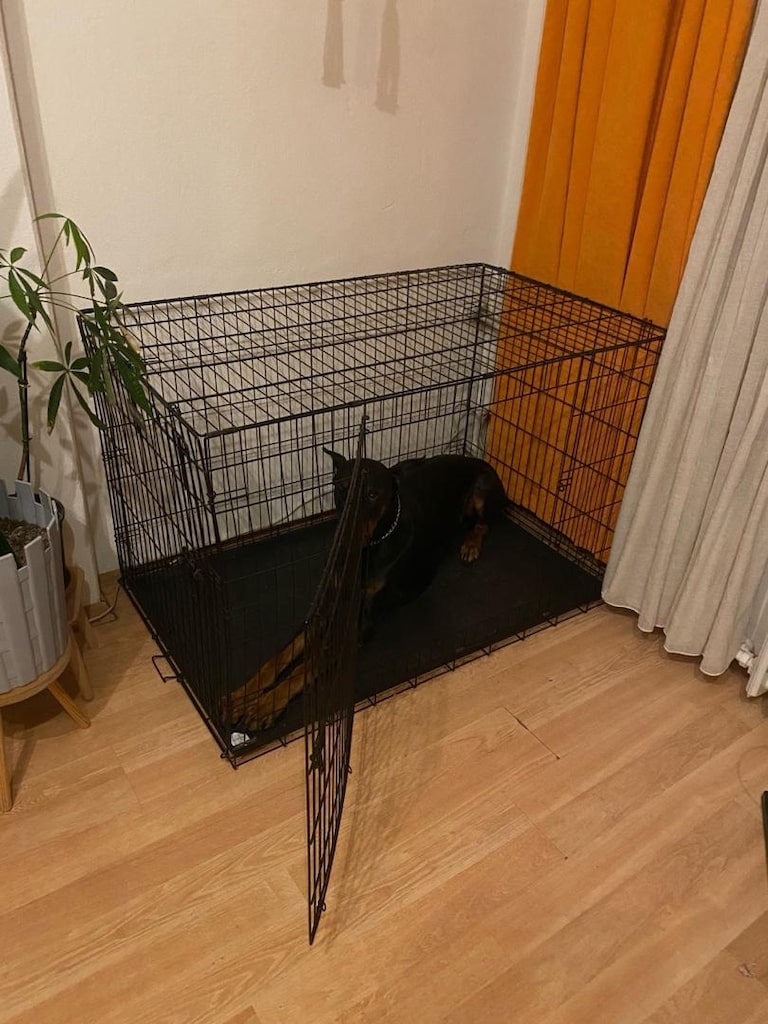Büyük Irk Köpek Kafesi Ev İçi - 2