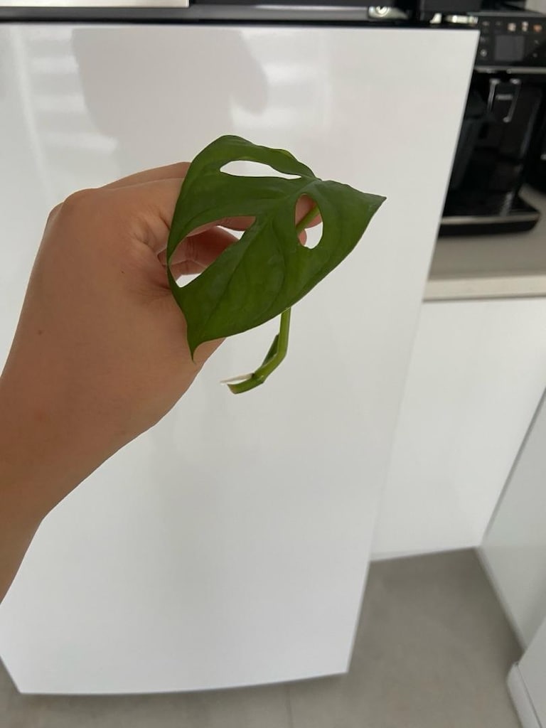 canlı bitki monstera monkey mask adansonii - 4