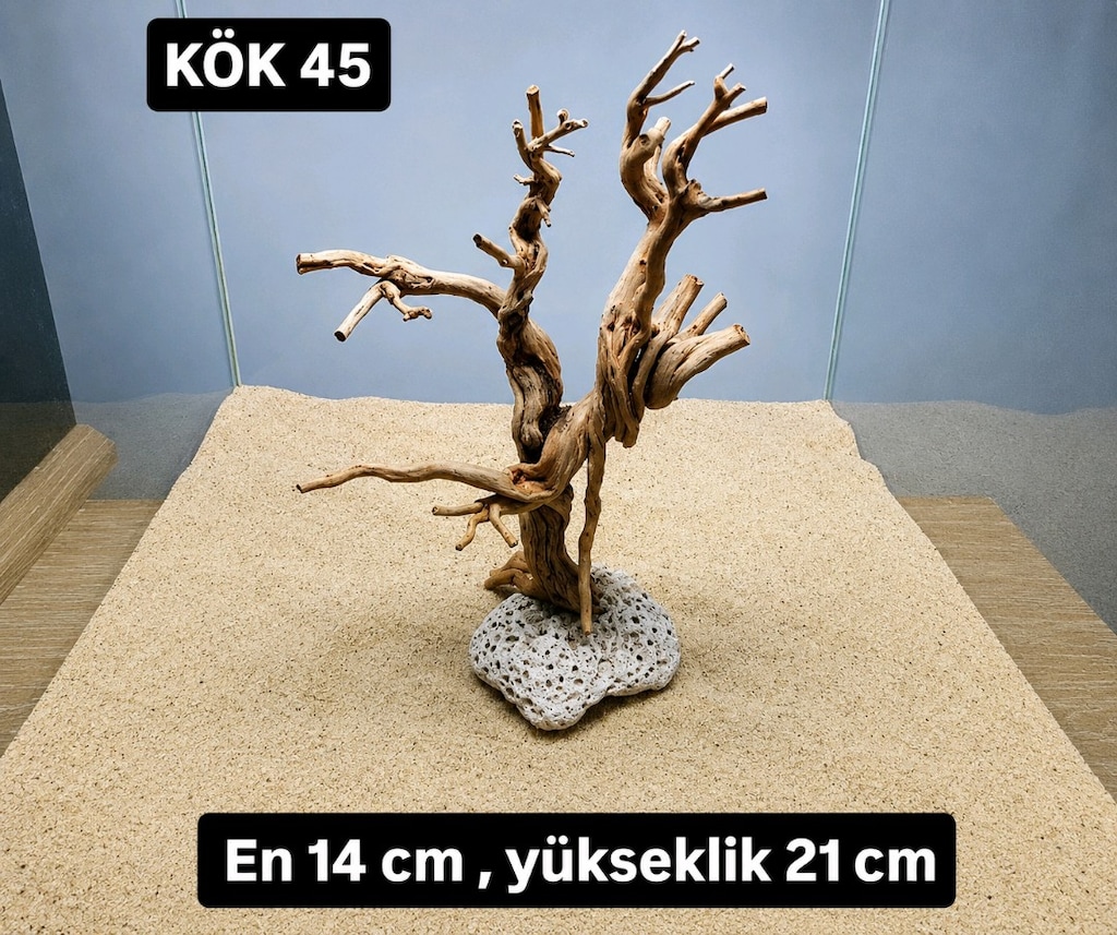 akvaryum kök - 12