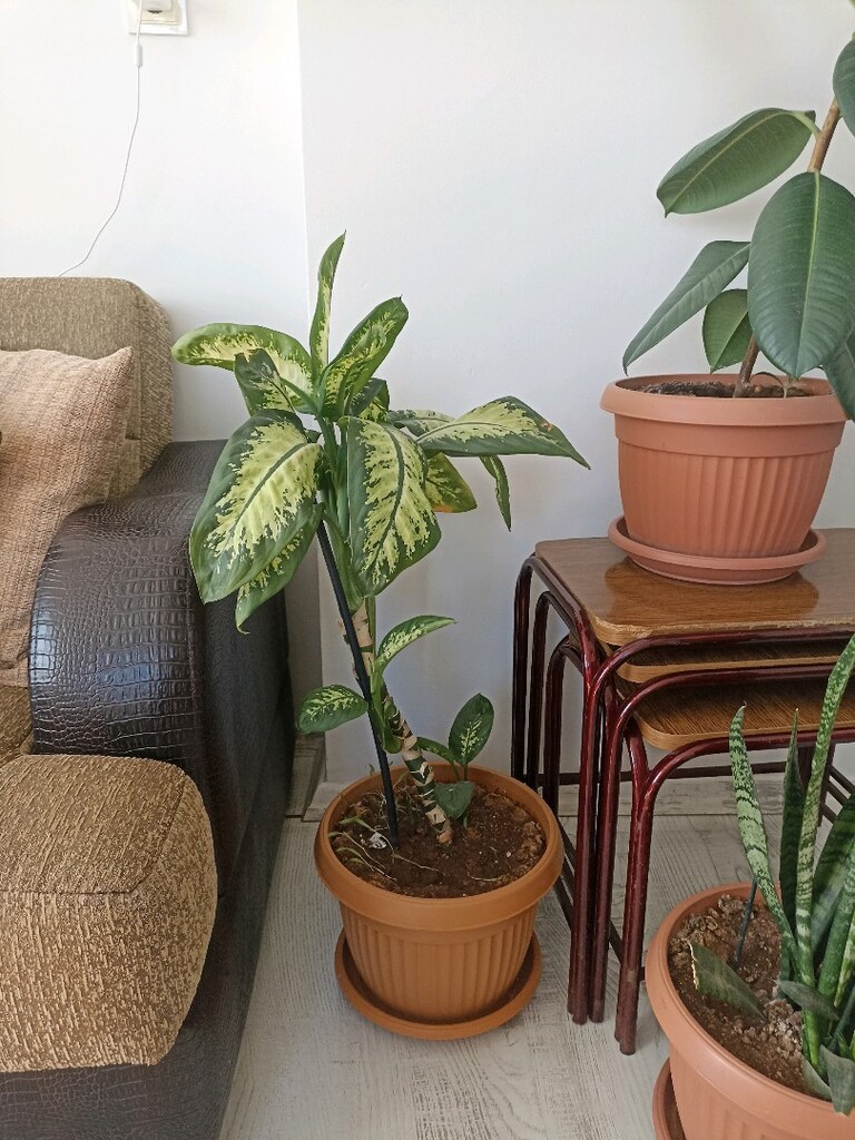 canlı salon çiçeği - 2