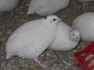Her Cins Bıldırcın - 3