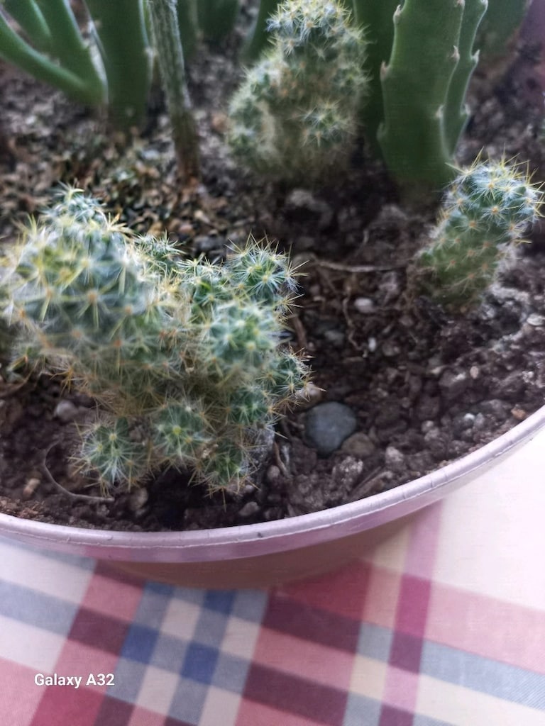 kaktüs sukulent canlı çiçek mammillaria - 2