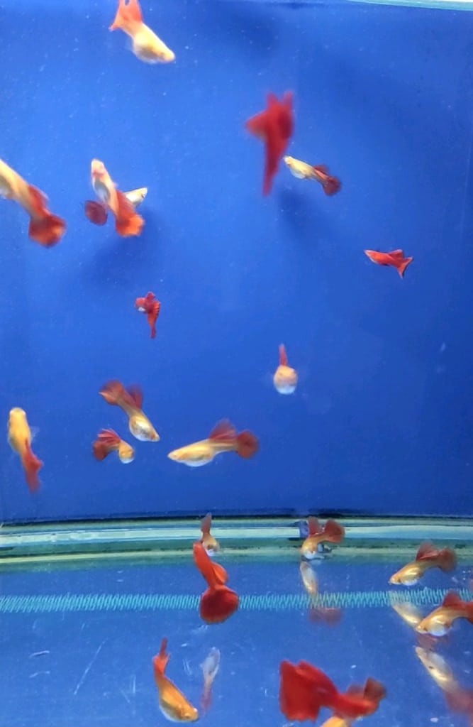 Albino Ful Red Big Dorsal - 4