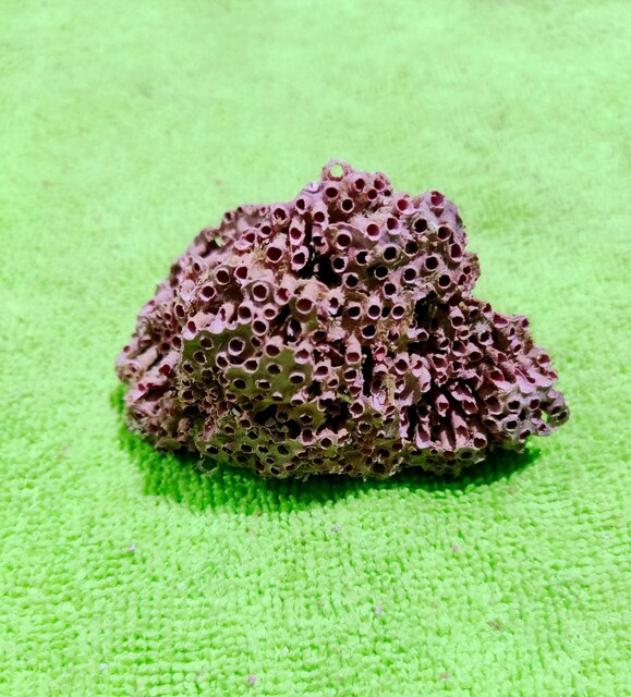 HAKİKİ DOĞAL KIRMIZI MERCAN 26 GR