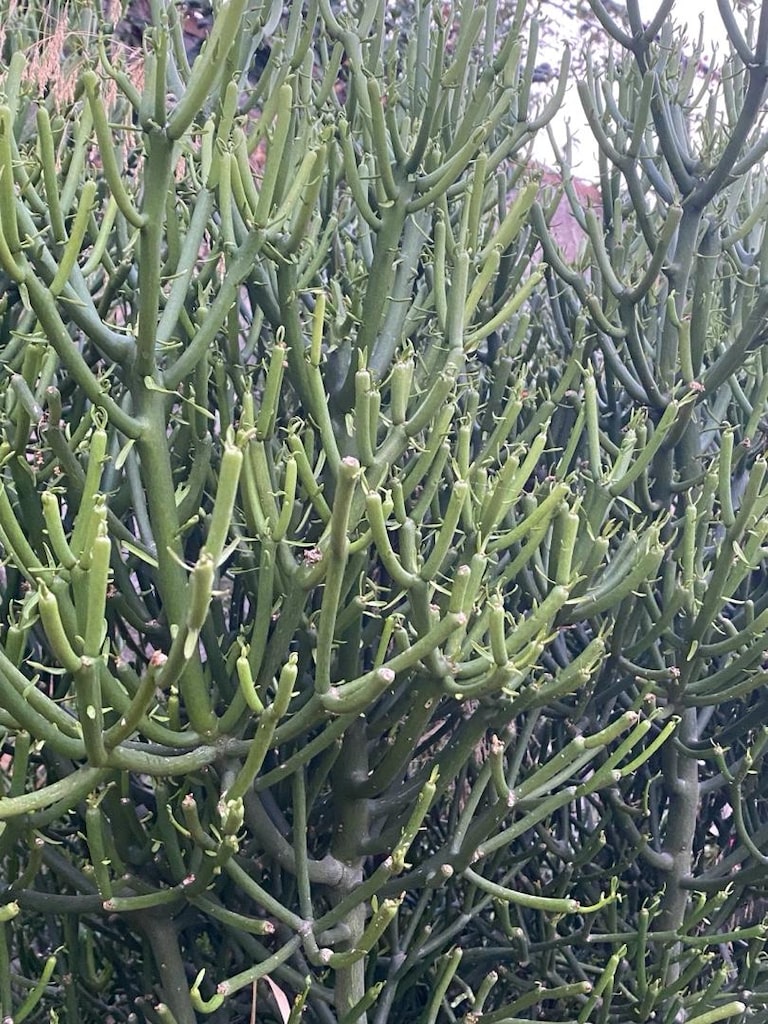 5 ve 10 yıllık kalem ağacı(Euphorbia tirucalli) peyzaj için 2m ve 4m - 4