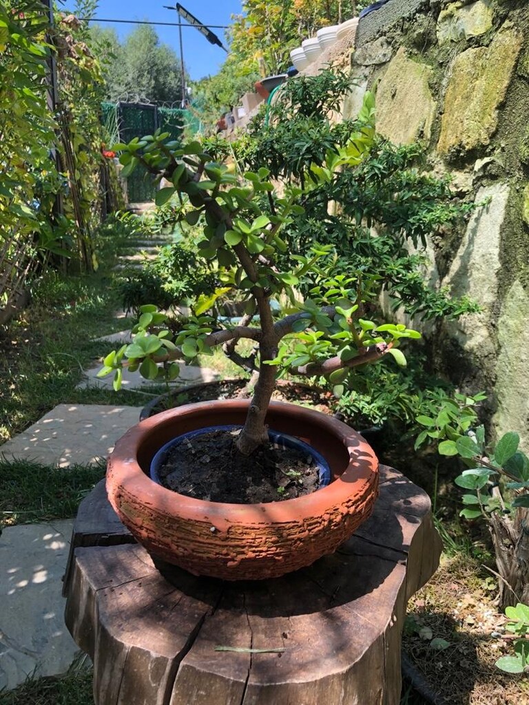 Doğal Dokulu Bonsai Saksısı-Çömlek Saksı - 2