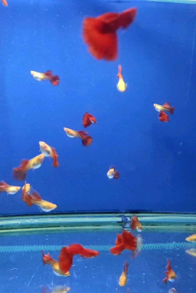 Albino Ful Red Big Dorsal - 3