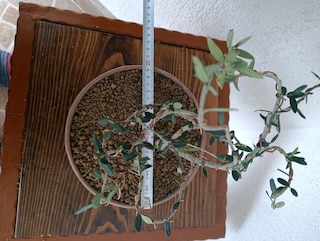 bonsai - 5
