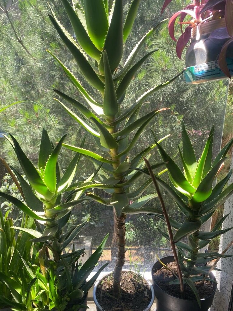 Aloa Vera Testere - 3