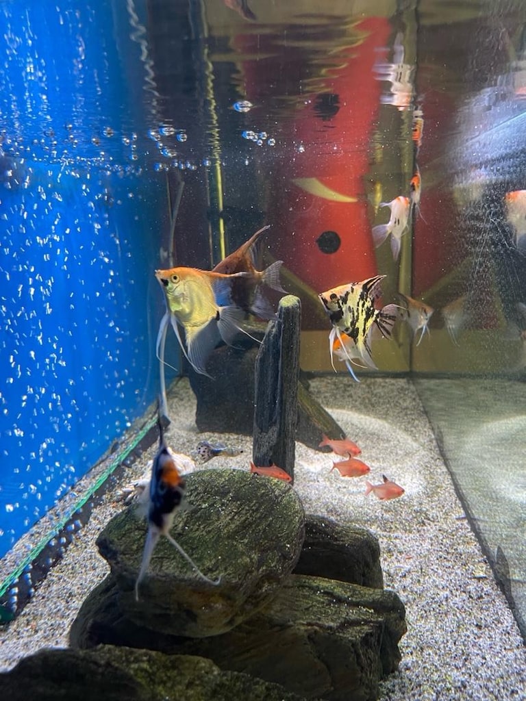 1 metre akvaryum - 2