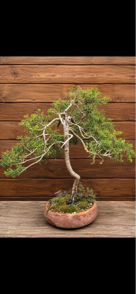 Bonsai Ardıç - 3