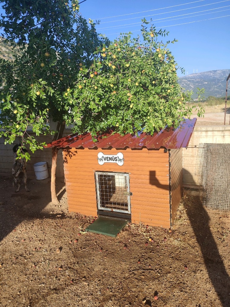 Köpek kafesi