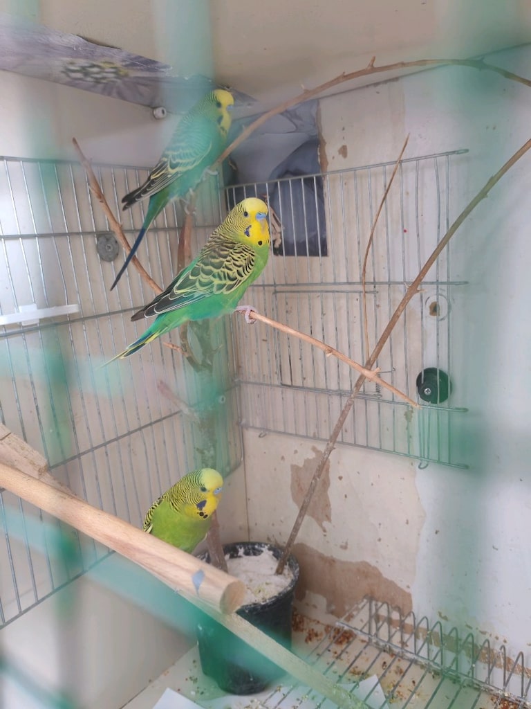 Muhabbet Kuşlarıyla Birlikte Dolaptan Kafes - 3