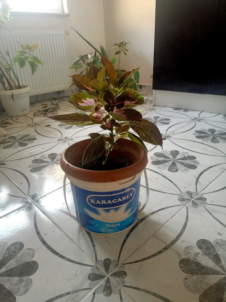 canlı çiçek kadife