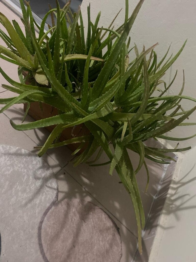Aloe Vera Bitkisi - 3