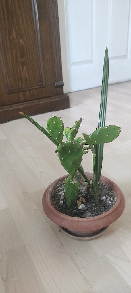 canlı çiçek kaktüs ve hurma ağacı - 2