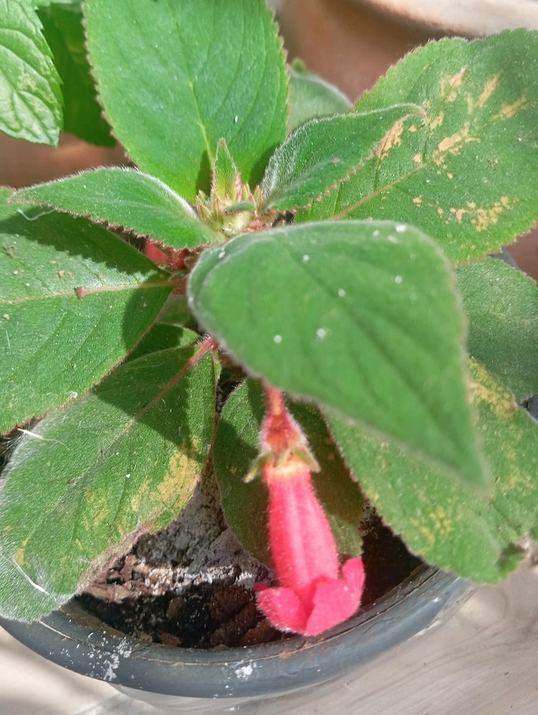 durbun - 3
