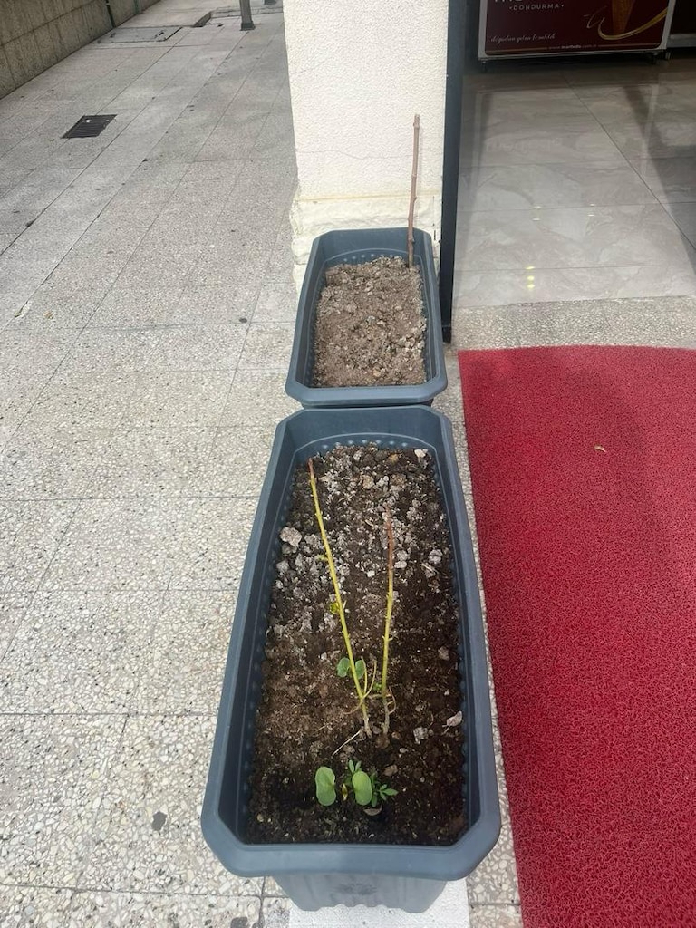 2 Gri Plastik Saksı Ve 2. Metre Kırmızı Halı - 2