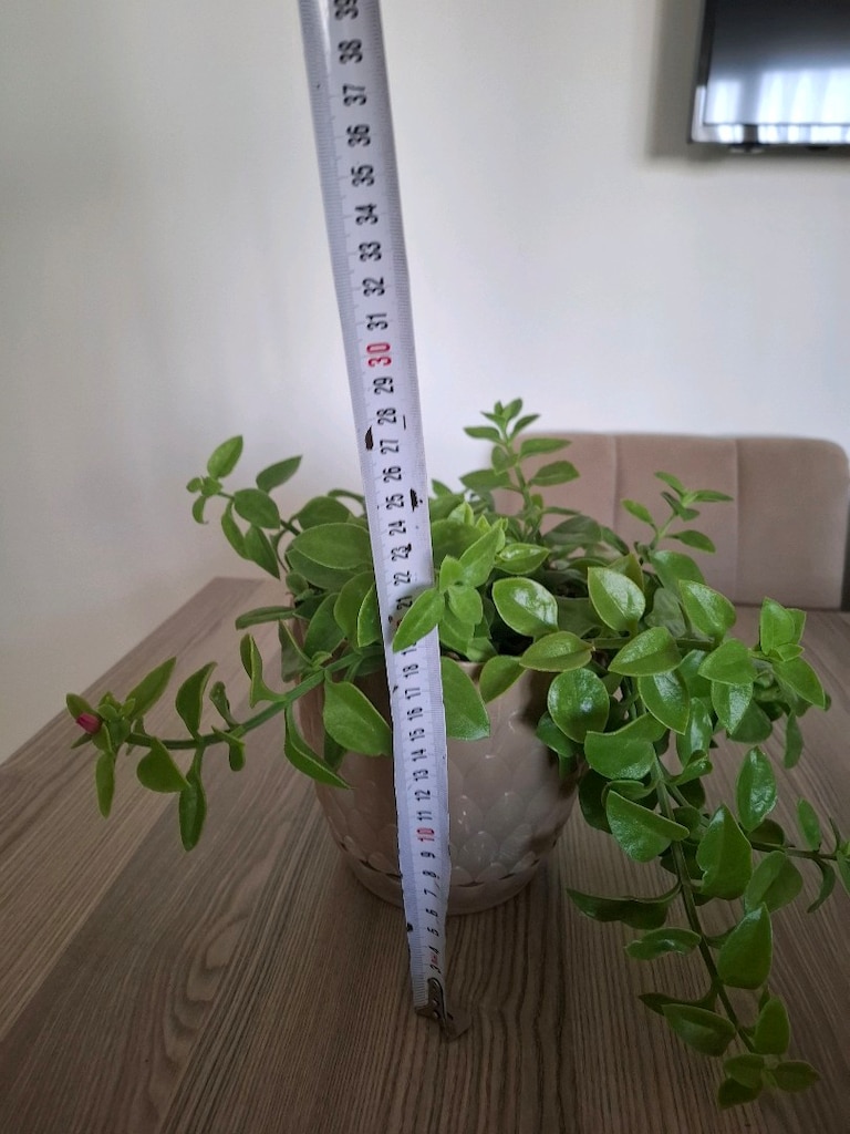 Buz çiçeği - 3